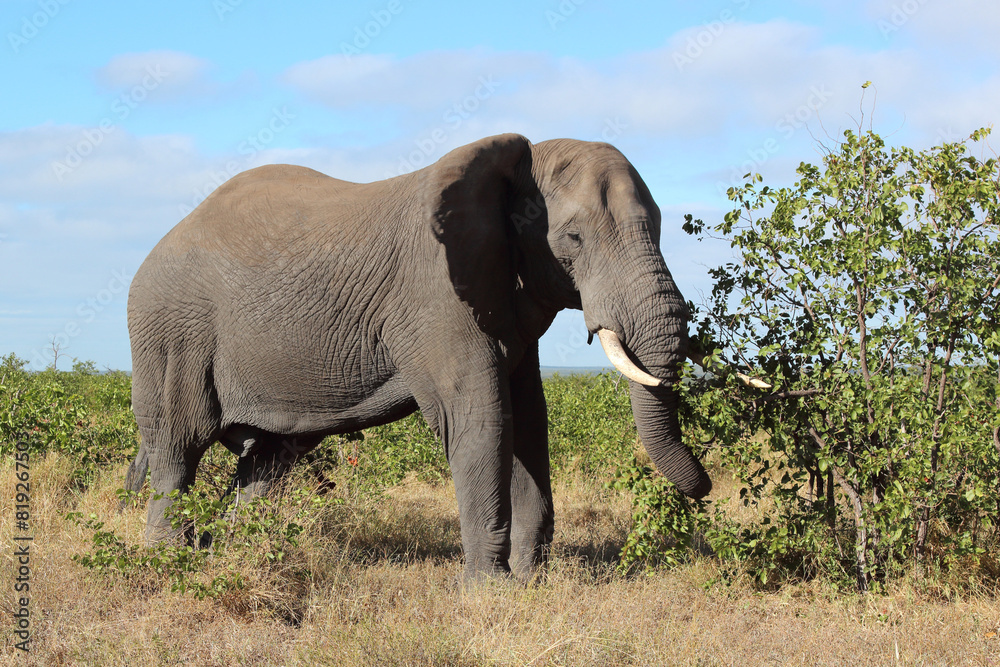 Obraz premium Afrikanischer Elefant / African elephant / Loxodonta africana