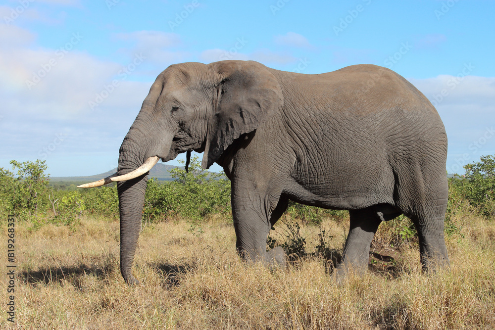 Afrikanischer Elefant / African elephant / Loxodonta africana Afrikanischer Elefant / African elephant / Loxodonta africana