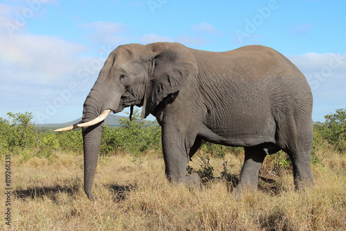 Afrikanischer Elefant   African elephant   Loxodonta africana