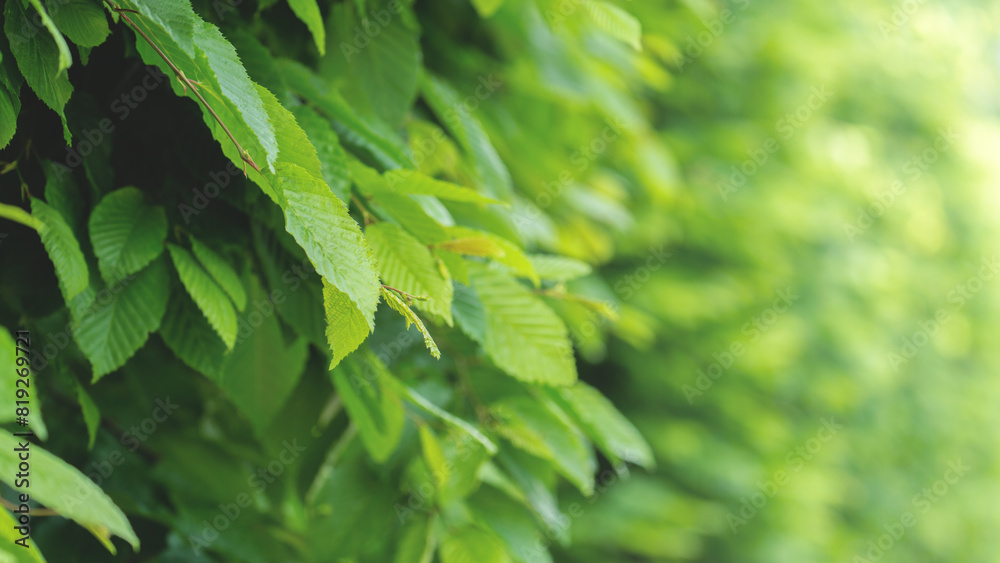 Green Wall. Abstract natural backgrounds with wall of foliage Green Wall. Abstract natural backgrounds with wall of foliage