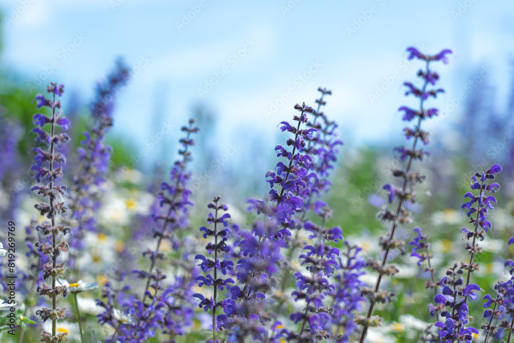 Fototapeta premium Abstract natural background with wild sage blooming flowers and skies as backgrounds