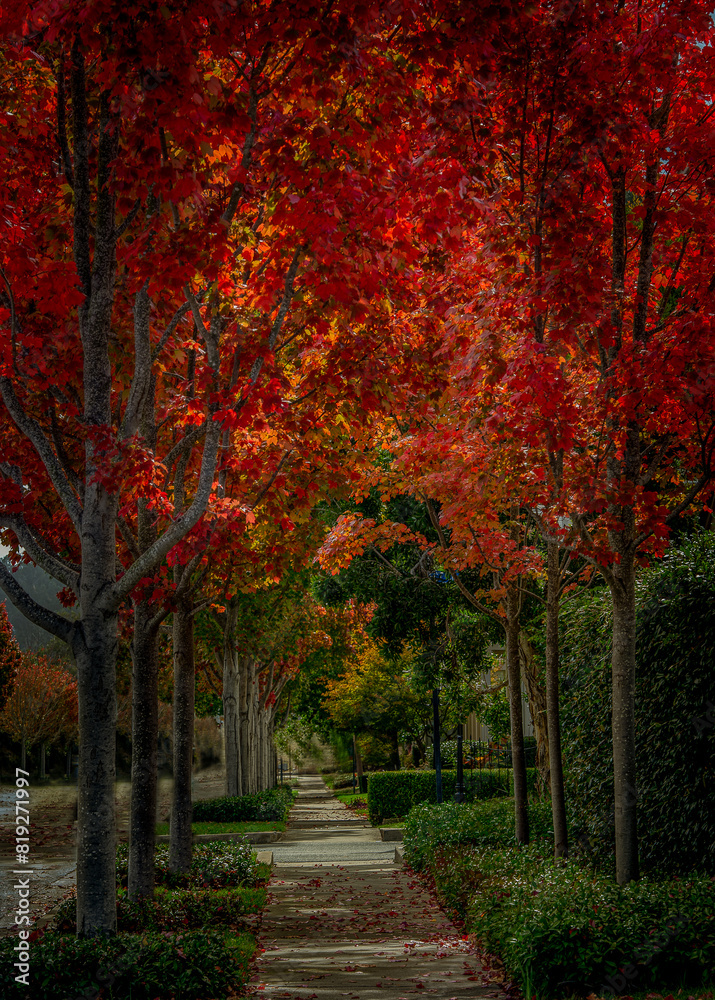 Naklejka premium A sidewalk with autumn fall colors has taken over the trees