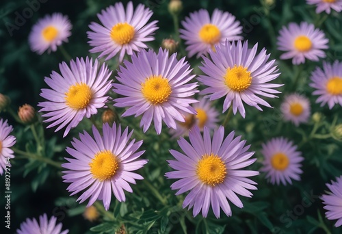 Aster flower closeup Realistic Light understand sun light significantly summer season flower concept