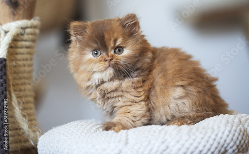 Edle und imposante Britisch Kurzhaar Kitten