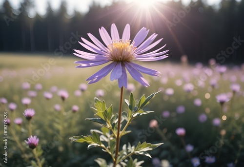 Aster flower closeup Realistic Light understand sun light significantly summer season flower concept