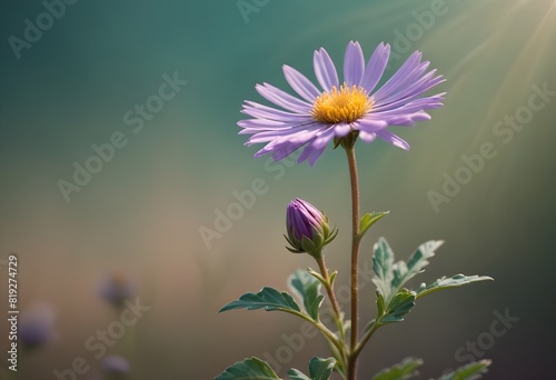 Aster flower closeup Realistic Light understand sun light significantly summer season flower concept