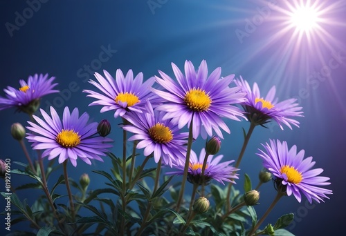 Aster flower closeup Realistic Light understand sun light significantly summer season flower concept
