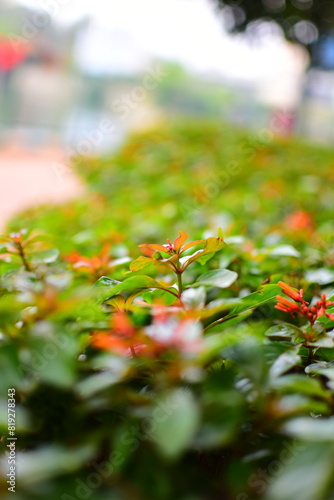 flowers in the garden