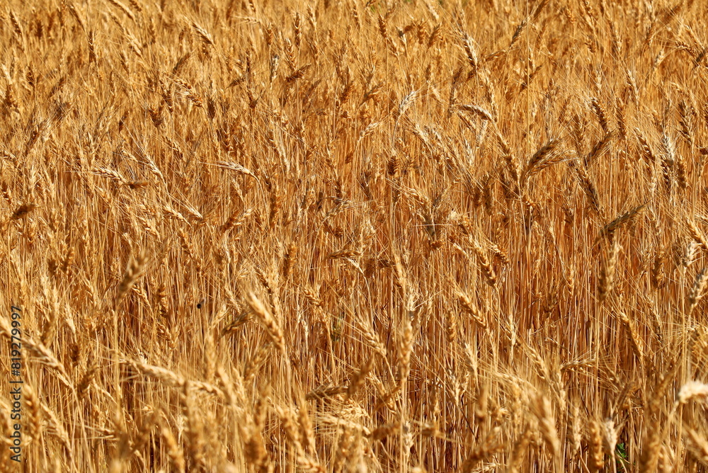 Ears of wheat, yellow field background, nature. Rich summer harvest, agriculture, food production. Lack of food wheat, export of wheat from Ukraine.