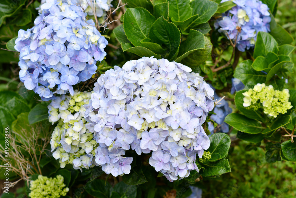 Hortensias rodeadas por hojas verdes, temporada de floración. Hortensias rodeadas por hojas verdes, temporada de floración.