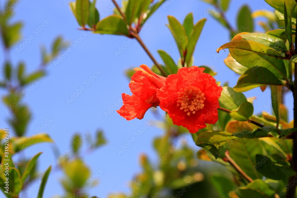 Red garnet flower blooms on tree. Southern fruit pomegranate, pomegranate tree in garden Red garnet flower blooms on tree. Southern fruit pomegranate, pomegranate tree in garden