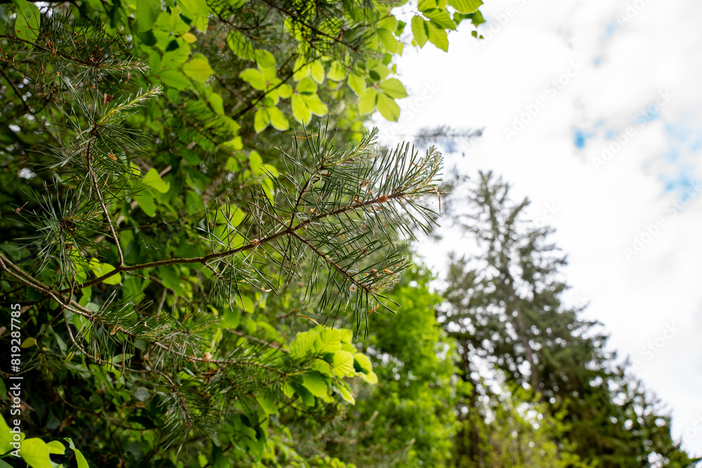 Fototapeta premium A tree branch with green leaves and some dew drops on it. The branch is in the middle of a forest