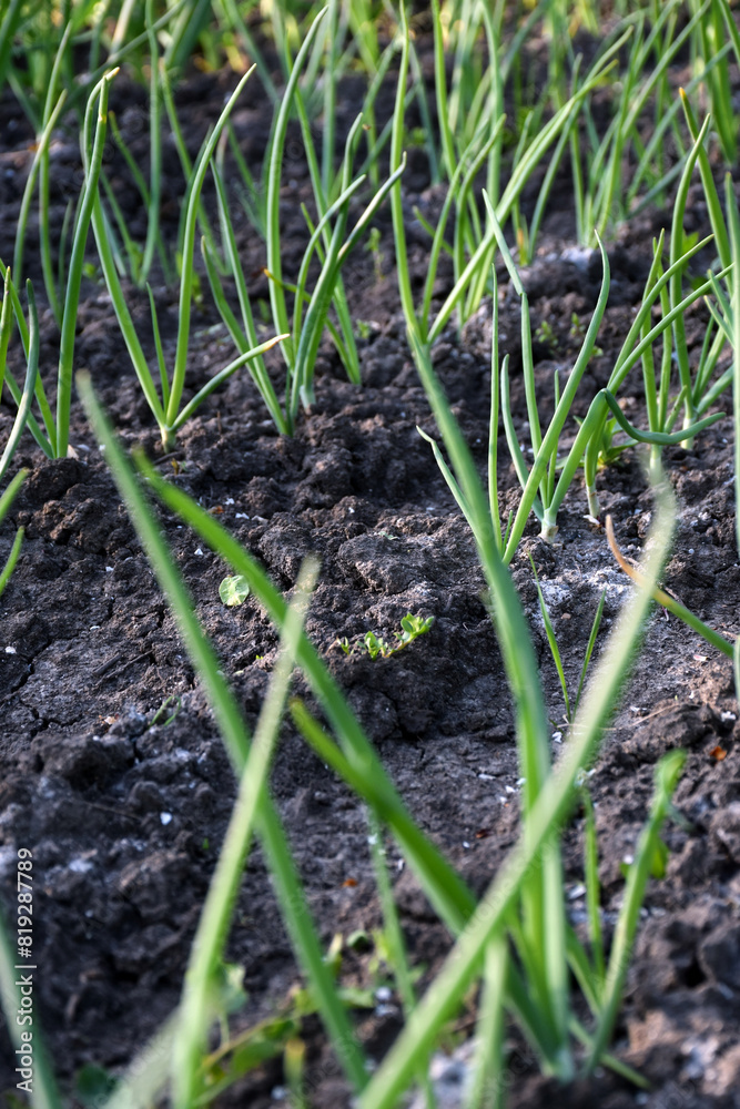 Rows of young onions close-up on the ground in a plantation Rows of young onions close-up on the ground in a plantation