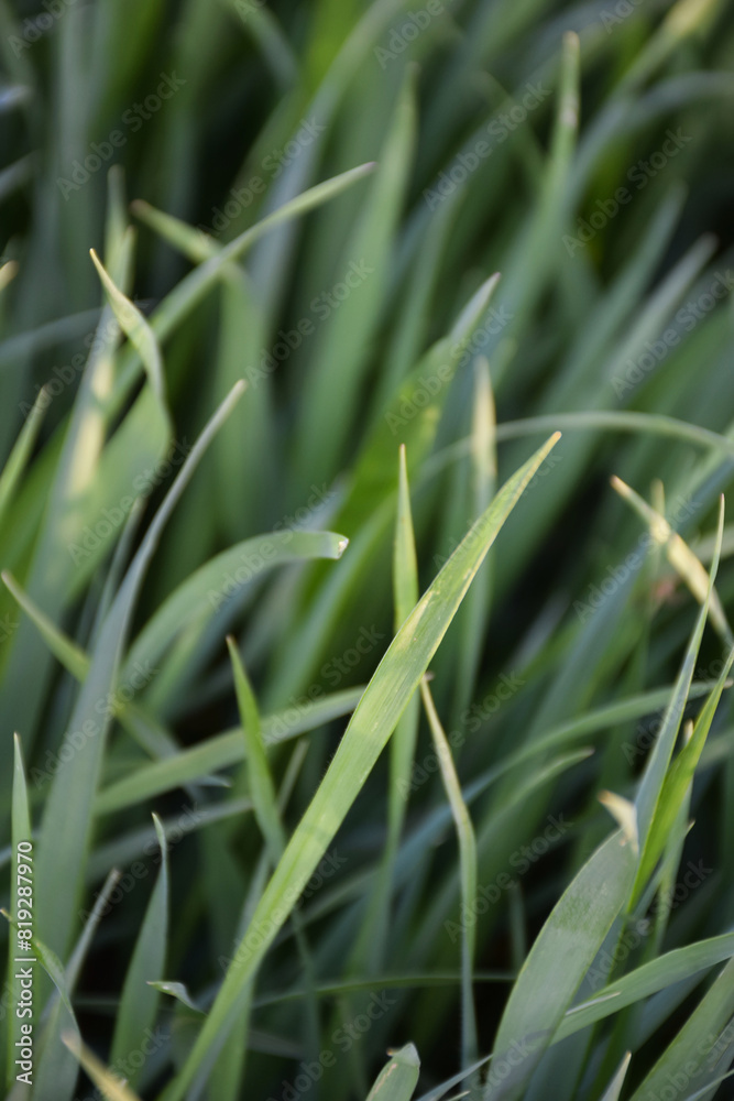 Background of growing green grass with selective focus. Nature background with blur Background of growing green grass with selective focus. Nature background with blur