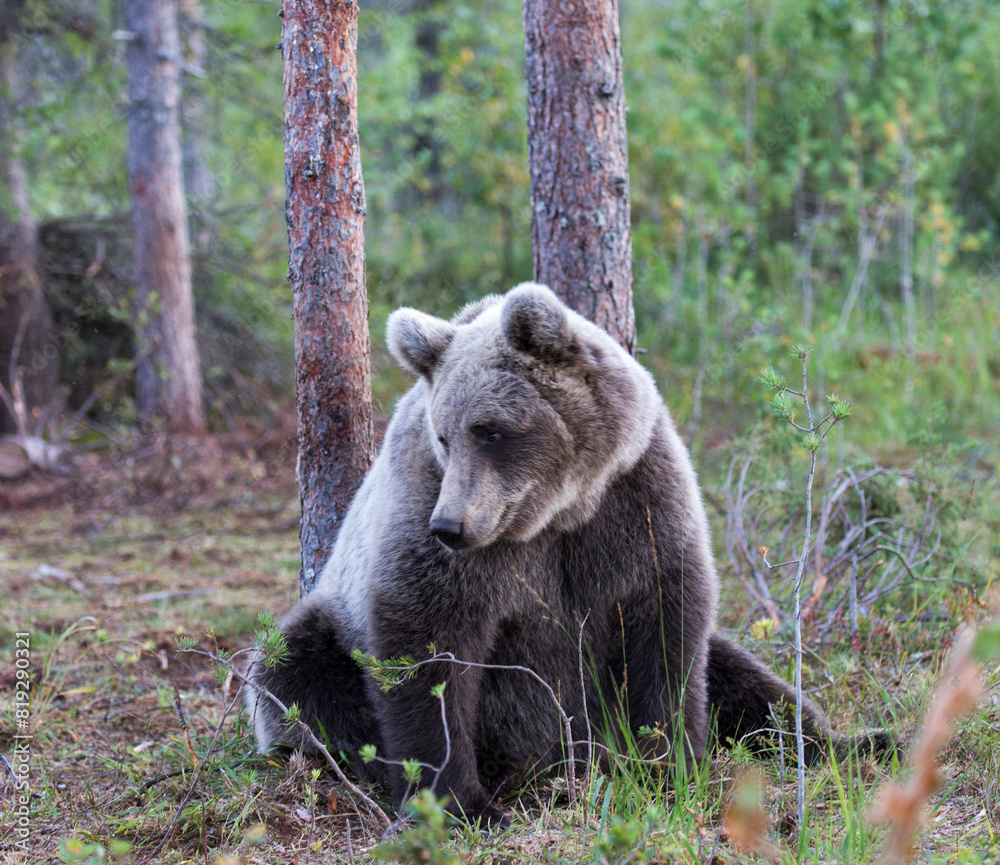 Fototapeta premium View of brown bear