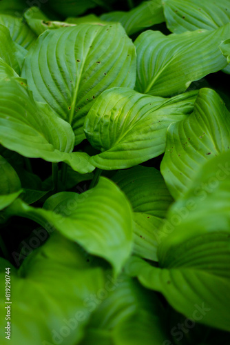close up of green leaves