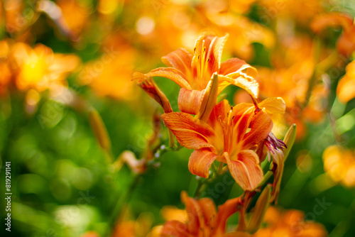 orange flowers