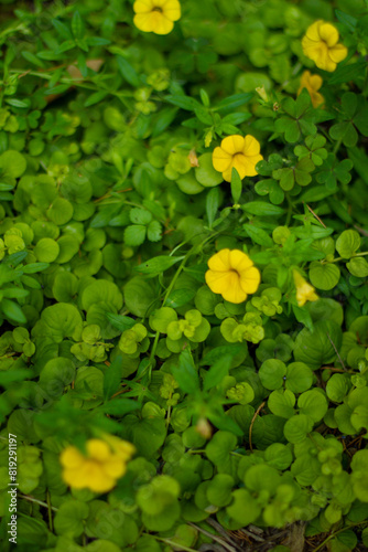 yellow flowers