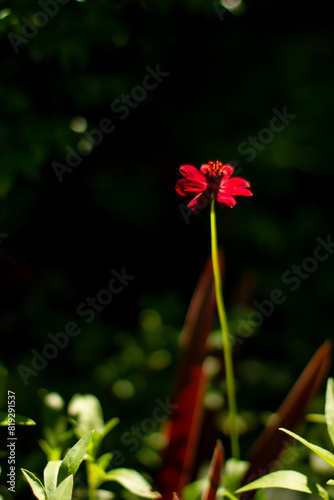 red flower in the sun