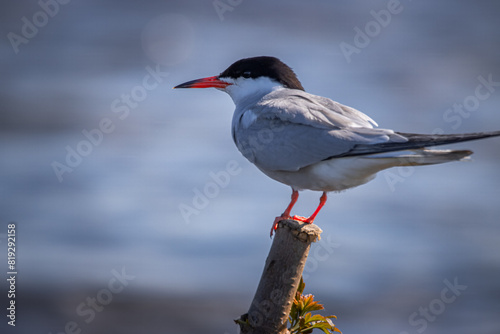 Common tern (Sterna hirundo) stands on a wooden stick in the water on a sunny spring day.  photo