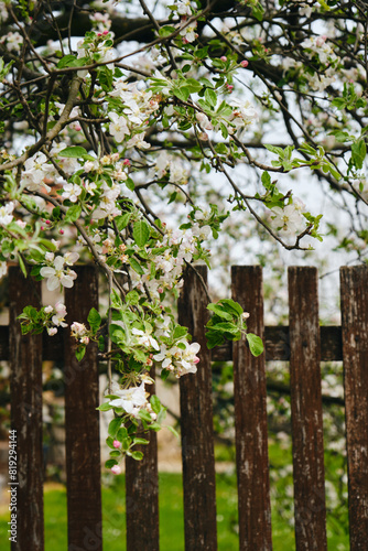 Wooden fence and a flowering apple  plum or cherry tree. Village country side in spring.