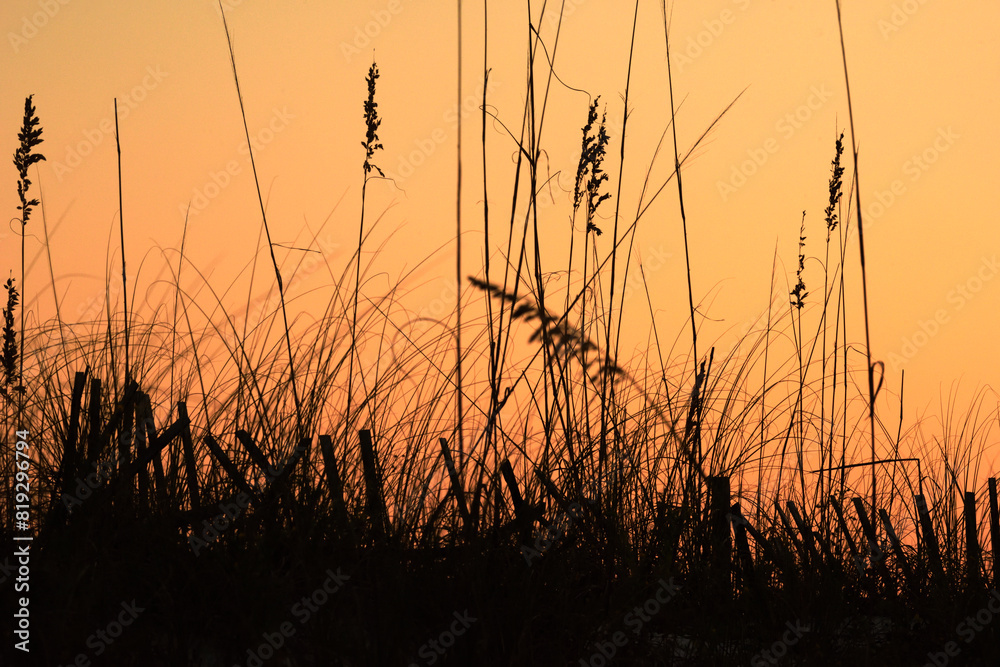 Fototapeta premium Sawgrass Silhouette at Sunset