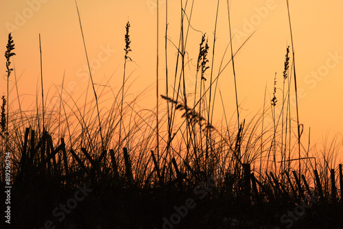 Sawgrass Silhouette at Sunset