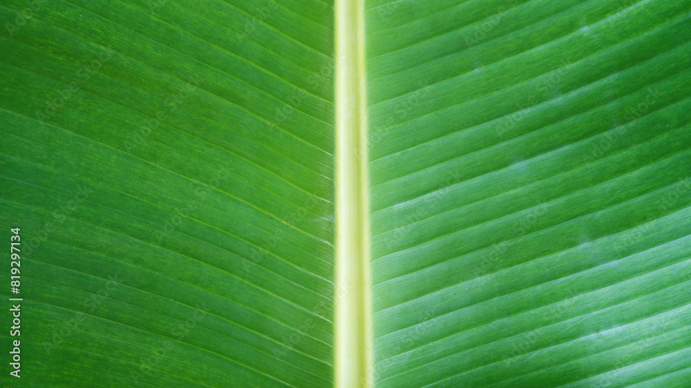 Photo inspiration: Fresh Look at Banana Leaves And Stalk In The Middle Detail Banana Leaves