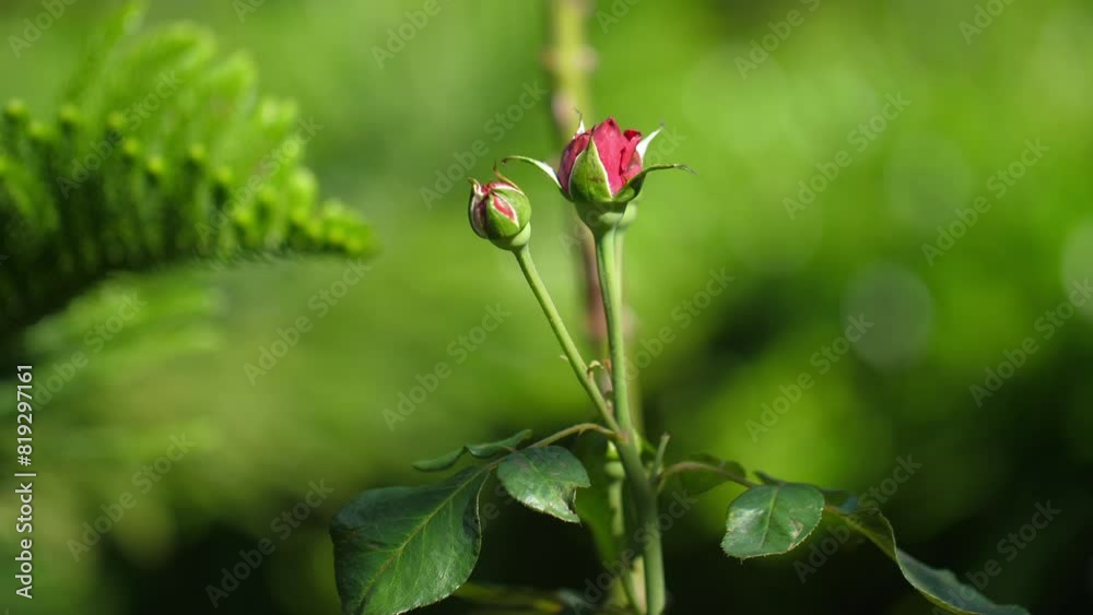 Two budding roses in lush green garden setting, with soft-focus ferns in background, representing natural beauty and growth. Two budding roses in lush green garden setting, with soft-focus ferns in background, representing natural beauty and growth.