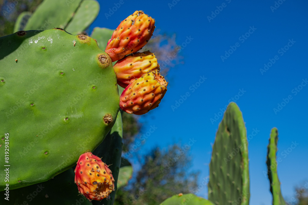 Huge cactus with orange fruits. Prickly pear with ripening fruits on fleshy leaves. Cactaceae plant close up. Natural cactus fruits grow outdoors. Bright juicy photo of a tropical plant Opuntia Huge cactus with orange fruits. Prickly pear with ripening fruits on fleshy leaves. Cactaceae plant close up. Natural cactus fruits grow outdoors. Bright juicy photo of a tropical plant Opuntia
