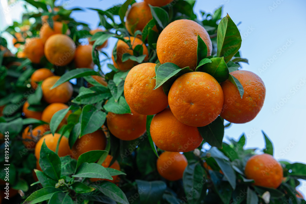 Large oranges hang on a branch. Abundantly fruiting orange tree. Natural oranges grow outdoors Large oranges hang on a branch. Abundantly fruiting orange tree. Natural oranges grow outdoors