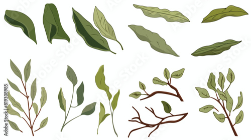 Vector set hand drawn branch of bay leaf dry bay le photo