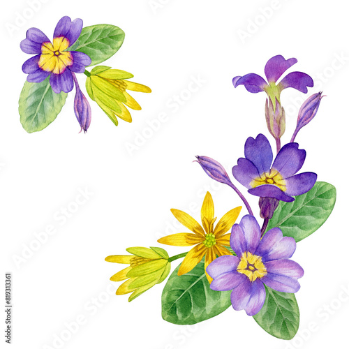 Watercolor painting spring flower arrangement with purple primula flowers. Floral composition can be use as print, poster, postcard, invitation, greeting card, packaging design, label, floral element.