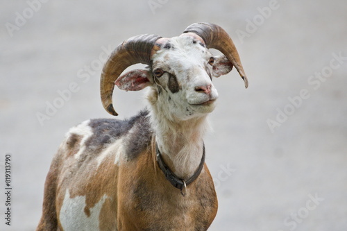 Funny close-up horned goat portrait. Isolated on blurred background.