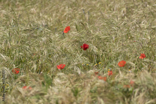 Flowers Red poppies blossom on wild field. Beautiful field red poppies with selective focus. soft light. Natural drugs. Glade of red poppies. Lonely poppy. Soft focus blur © mathilde