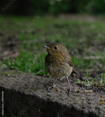 robin on the ground