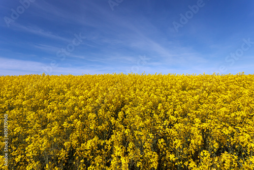 Beautiful rapeseed field under a blue sky