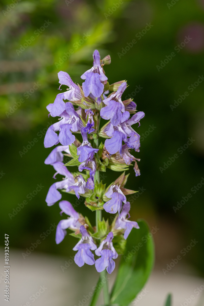 Close up of common sage (salvia officinalis) flowers in bloom Close up of common sage (salvia officinalis) flowers in bloom