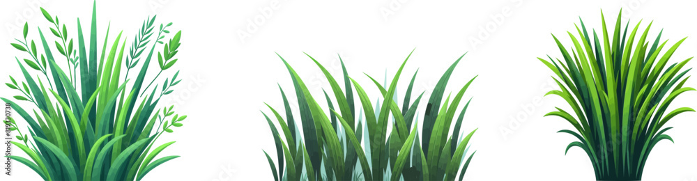 Green grass vector elements. Bunch of spring grass with flowers. Realistic meadow . Green field. Spring botanical elements . Tufts of gardens plants .Lawn grass. Spikelet Green grass vector elements. Bunch of spring grass with flowers. Realistic meadow . Green field. Spring botanical elements . Tufts of gardens plants .Lawn grass. Spikelet