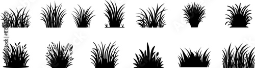 Vector set of  grass silhouettes .Green grass vector elements. Bunch of spring grass with flowers. Realistic meadow . Green field. Spring botanical elements . Tufts of gardens plants .Lawn grass. 