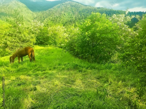 Wallpaper Mural horses in the meadow Torontodigital.ca