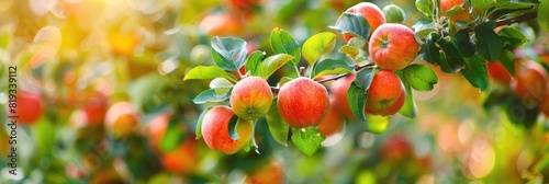 Bloomy garden with ripe apple photo