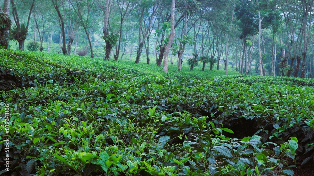 Growing tea plantation in Malang, East Java Indonesia, non-urban scenery in the morning, green natural wallpaper Growing tea plantation in Malang, East Java Indonesia, non-urban scenery in the morning, green natural wallpaper