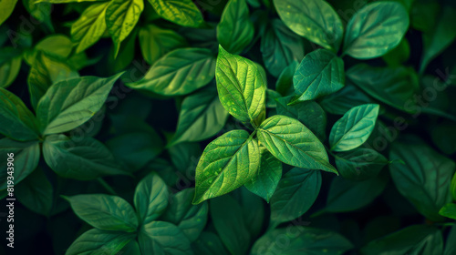Close-Up of Fresh Green Leaves Flourishing in Nature