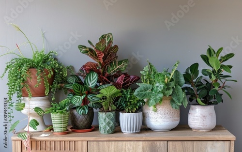 An eclectic collection of indoor plants arranged on a wooden cabinet.