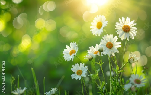 Daisies in a sunlit meadow  glowing against a backdrop of vivid green.