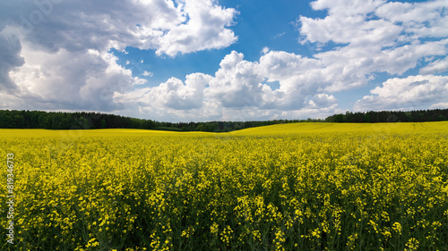 bright yellow flowering rapeseed on a wide hilly field under a blue cloudy sky in good weather. spring or summer agricultural landscape 16x9 format