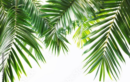 Lush green palm leaves against a bright white background.