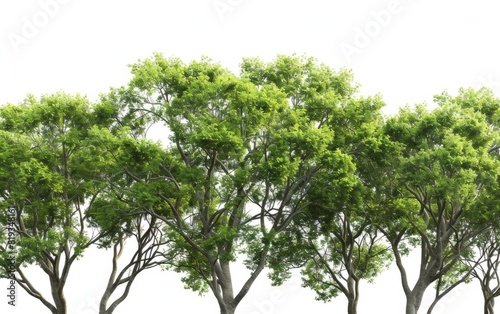 Lush green treetops isolated against a clear white background.