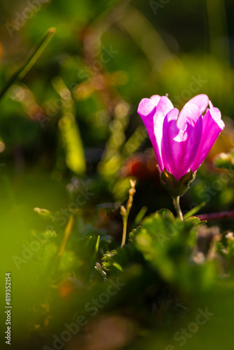 Vibrant Pink Flower in a Sunlit Meadow